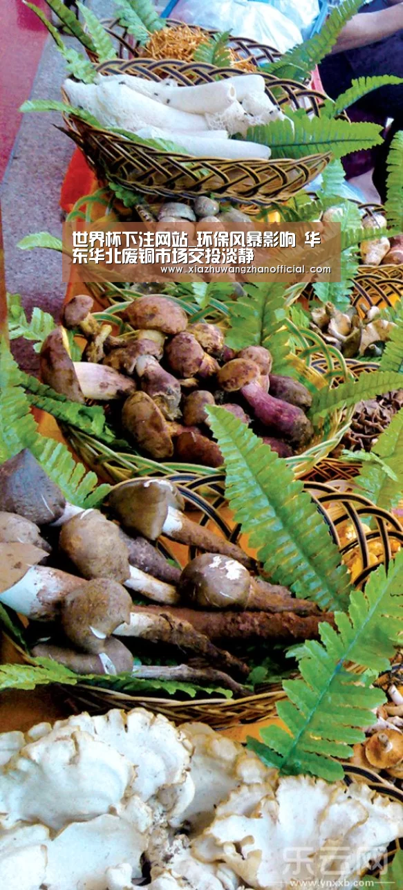 世界杯下注网站_环保风暴影响 华东华北废铜市场交投淡静(图3) 世界杯下注网站